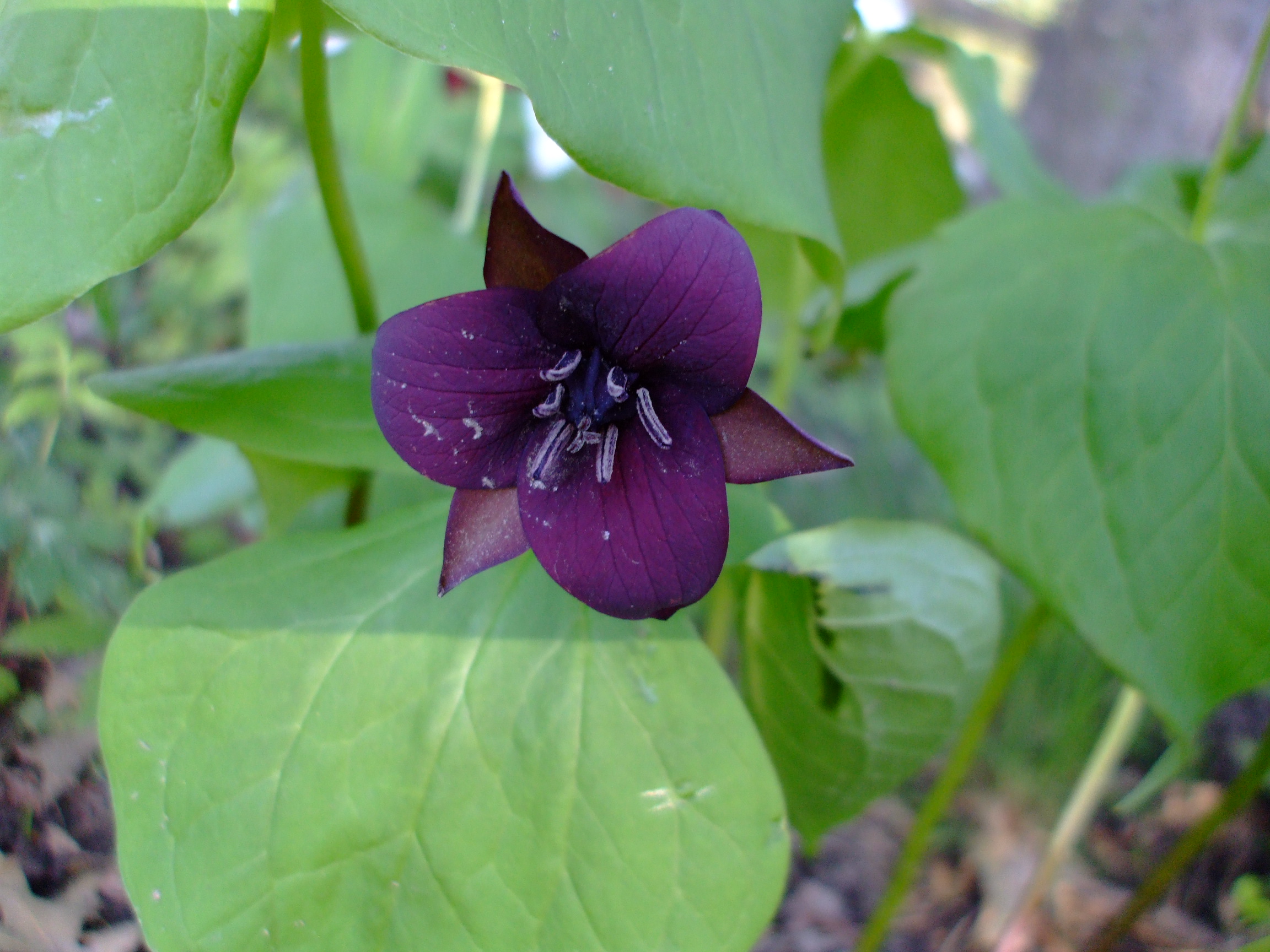 Trillium sulcatum